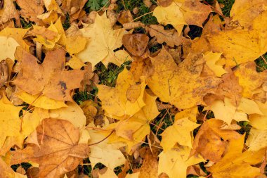 Sarı akçaağaç sonbaharda bir mavi gökyüzü arka plan üzerinde bırakır.