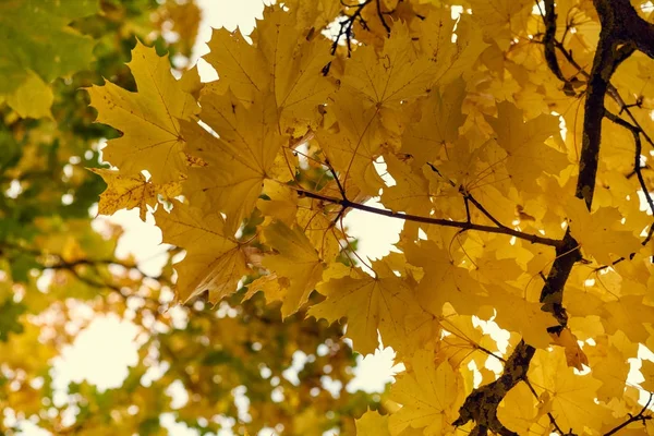 Желтые кленовые листья осенью на голубом фоне неба — стоковое фото