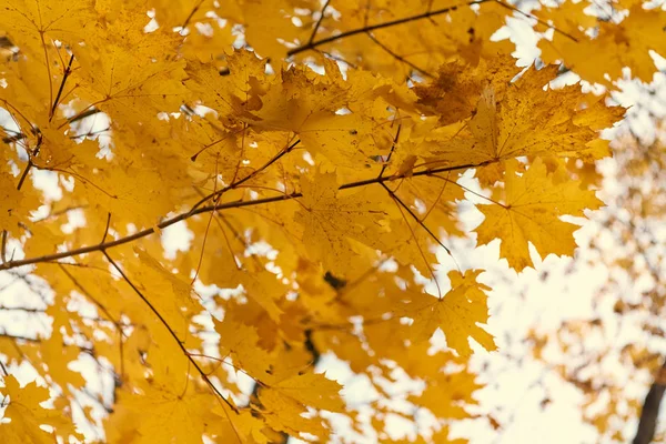 Yellow maple leaves in the fall on a blue sky background — Stock Photo, Image