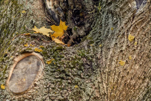 Gele esdoorn bladeren in de herfst op een blauwe hemelachtergrond — Stockfoto