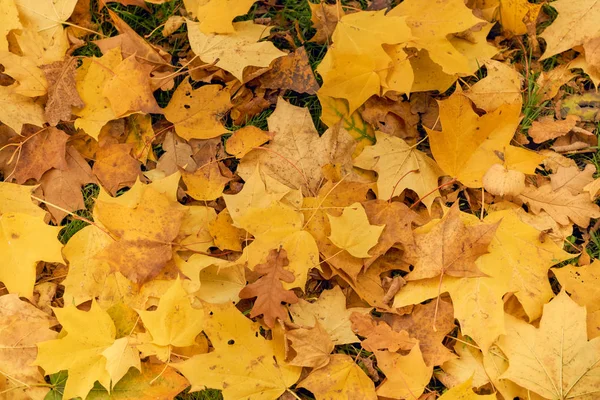 Gele esdoorn bladeren in de herfst op een blauwe hemelachtergrond — Stockfoto