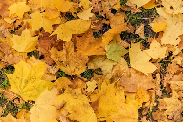 Gele esdoorn bladeren in de herfst op een blauwe hemelachtergrond — Stockfoto