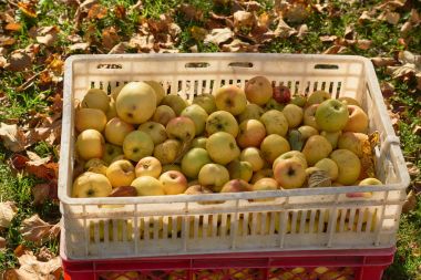 elma ve elma ağacı Bahçe kutusu