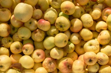 elma ve elma ağacı Bahçe kutusu