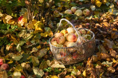 elma sepeti elma Bahçe sonbaharda