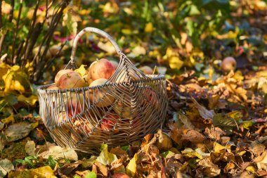 elma sepeti elma Bahçe sonbaharda