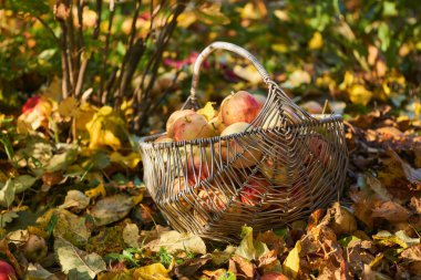 elma sepeti elma Bahçe sonbaharda