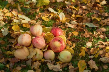 bir yığın bahçede yere yığılmış elma