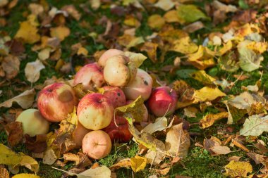 bir yığın bahçede yere yığılmış elma