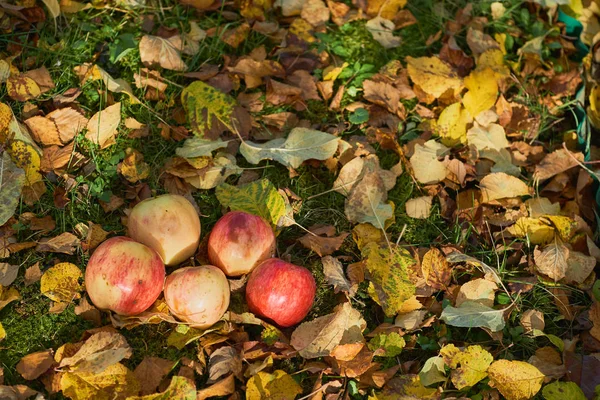 bir yığın bahçede yere yığılmış elma