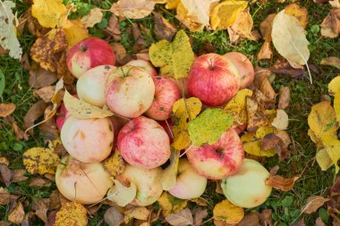 bir yığın bahçede yere yığılmış elma