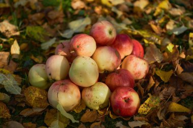 bir yığın bahçede yere yığılmış elma