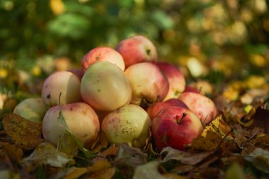 bir yığın bahçede yere yığılmış elma