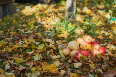 bir yığın bahçede yere yığılmış elma
