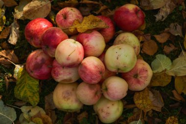 bir yığın bahçede yere yığılmış elma