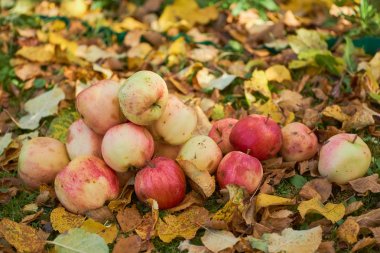 bir yığın bahçede yere yığılmış elma