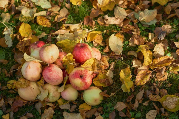 bir yığın bahçede yere yığılmış elma