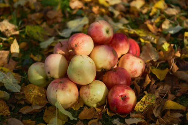 bir yığın bahçede yere yığılmış elma