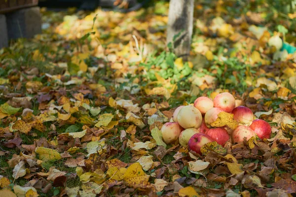 bir yığın bahçede yere yığılmış elma