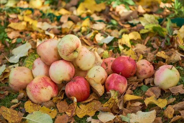bir yığın bahçede yere yığılmış elma