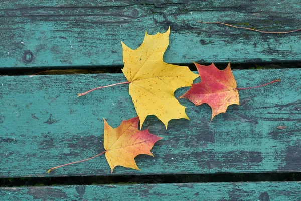 Hojas de arce de colores en el otoño en un banco de color azul-verde en el parque —  Fotos de Stock