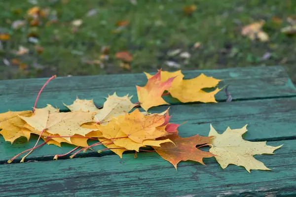 Kleurrijke esdoorn bladeren in de herfst op een blauw-groen gekleurde bankje in het park — Stockfoto