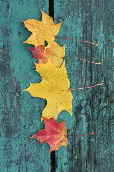 Kleurrijke esdoorn bladeren in de herfst op een blauw-groen gekleurde bankje in het park — Stockfoto