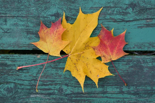 Hojas de arce de colores en el otoño en un banco de color azul-verde en el parque —  Fotos de Stock