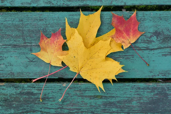 Parkta bir mavi-yeşil renkli bankta sonbaharda renkli akçaağaç yaprakları