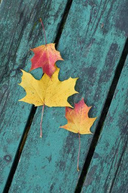 Parkta bir mavi-yeşil renkli bankta sonbaharda renkli akçaağaç yaprakları