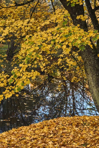 Árbol de arce cerca del agua en otoño — Foto de Stock