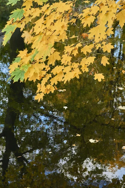 Клен у воды осенью — стоковое фото