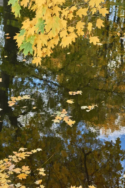 Érable près de l'eau en automne — Photo