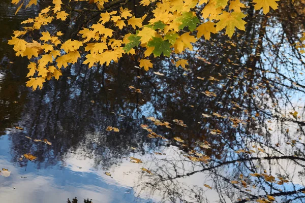 Клен біля води восени — стокове фото