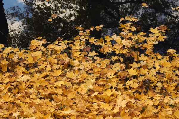 秋天靠近水的枫树 — 图库照片
