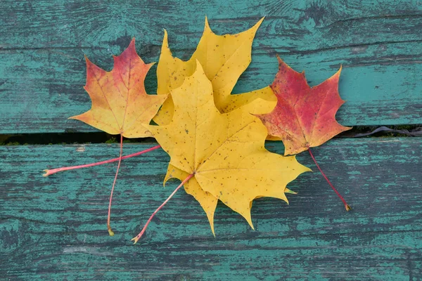 Hojas de arce de colores en el otoño en un banco de color azul-verde en el parque —  Fotos de Stock