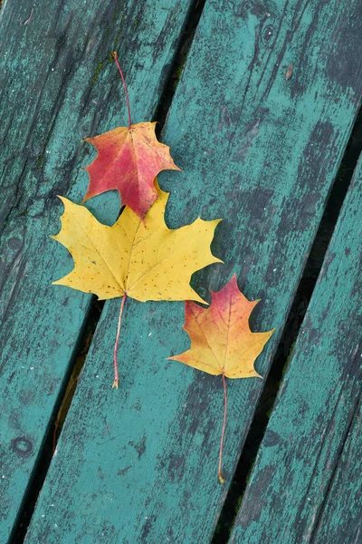 Kolorowe klon liści jesienią na niebiesko zielone, kolorowe ławki w parku — Zdjęcie stockowe