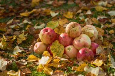 bir yığın bahçede yere yığılmış elma