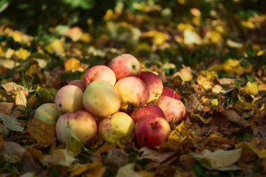 bir yığın bahçede yere yığılmış elma