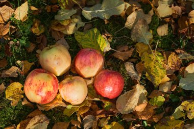 bir yığın bahçede yere yığılmış elma