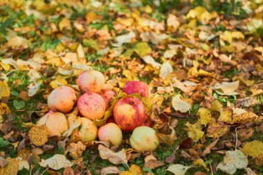 bir yığın bahçede yere yığılmış elma