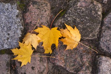 Sonbahar renkli akçaağaç Parke taş yaprakları