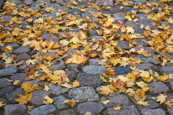 Höstens lönnlöv färgade på gatsten — Stockfoto