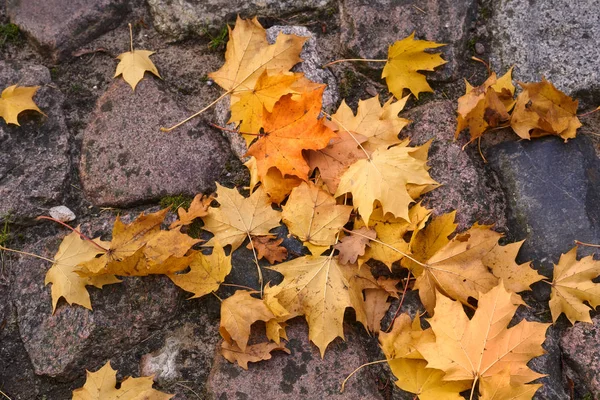 Sonbahar renkli akçaağaç Parke taş yaprakları