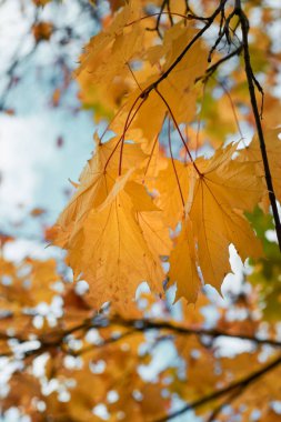 Sarı akçaağaç sonbaharda bir mavi gökyüzü arka plan üzerinde bırakır.