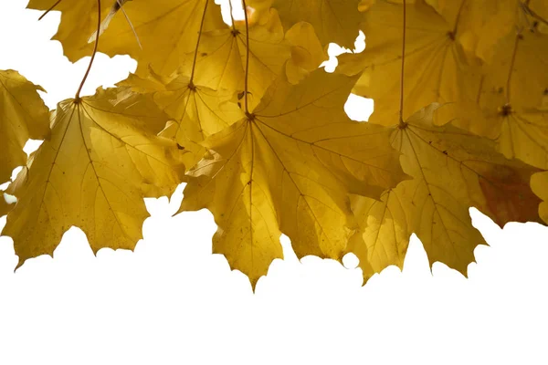 Sárga juharlevelek őszén egy fehér háttér — Stock Fotó