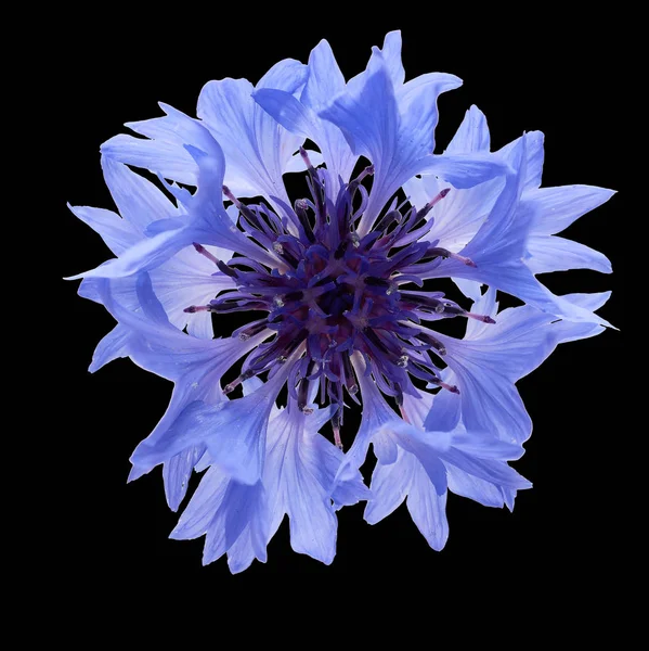 Kék Búzavirág kék közepén egy fekete háttér — Stock Fotó