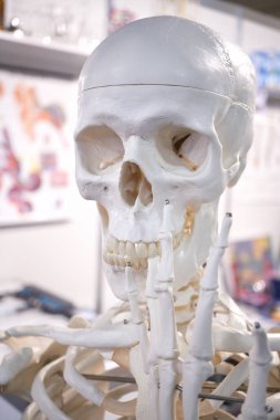 Dişlerde lekeler ile iskelet manken