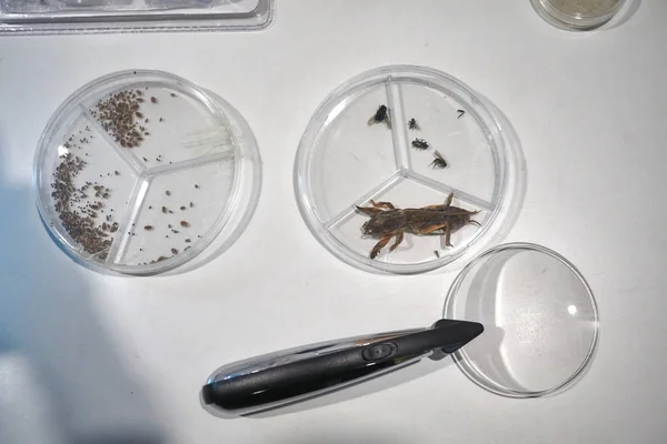 Glas för labb med insekter Stockbild