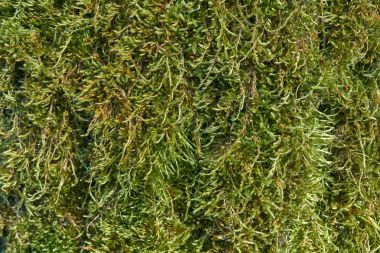 top yakın çekim içinde yosun